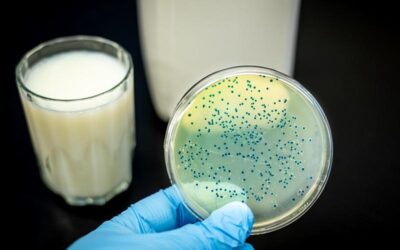 Jakie bakterie znajdują się w mleku?
