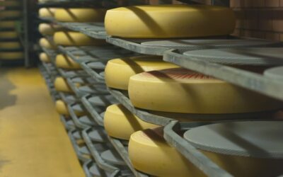 Etapy dojrzewania sera