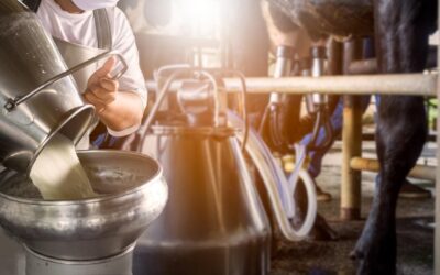 Jak dbać o czystość mleka?