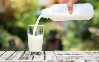 Jak testuje się czystość mleka?
