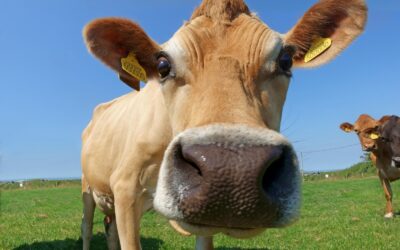 Jak dobrostan krów wpływa na jakość mleka?